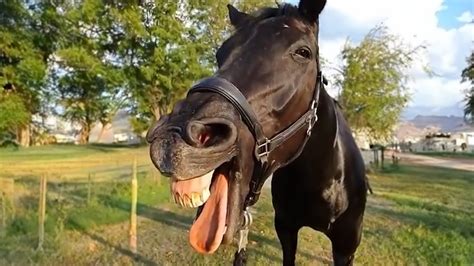 funny horse videos|hilarious horse video.